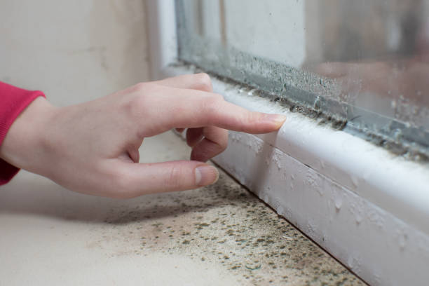 Environmental Consulting for Mold Prevention in Scotchtown, NY